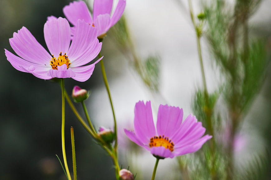 Close-up of pink cosmos flowers with yellow centers