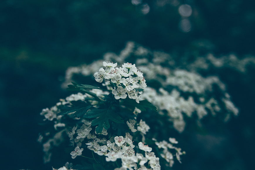 White Mountain Ash Flowers Against Dark Blue Background
