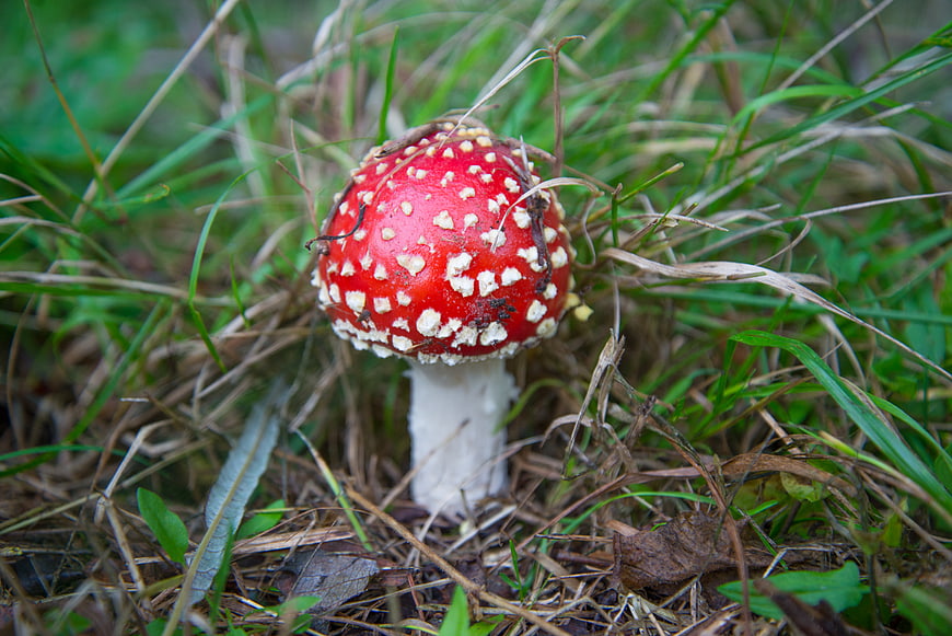 Red Fly Agaric Mushroom in Forest Grass