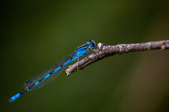 Blue Damselfly Perched on a Twig in Nature
