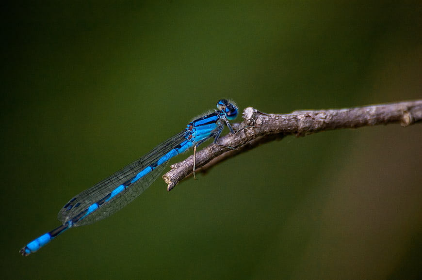 Blue Damselfly Perched on a Twig in Nature