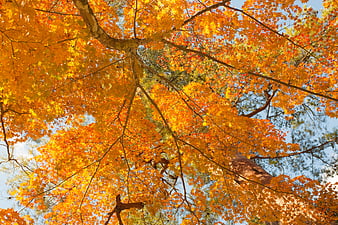 Vibrant yellow maple leaves against blue sky in autumn
