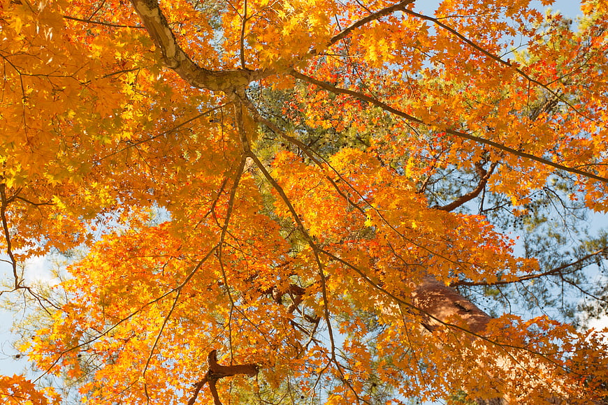 Vibrant yellow maple leaves against blue sky in autumn