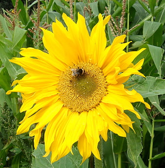 Close-up of a bumblebee pollinating a bright yellow sunflower