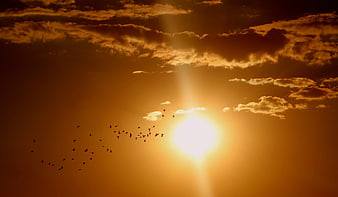 Flock of Birds Silhouetted Against Golden Sunset Sky