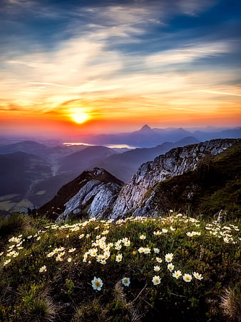 Alpine wildflowers at sunset with mountain valley view