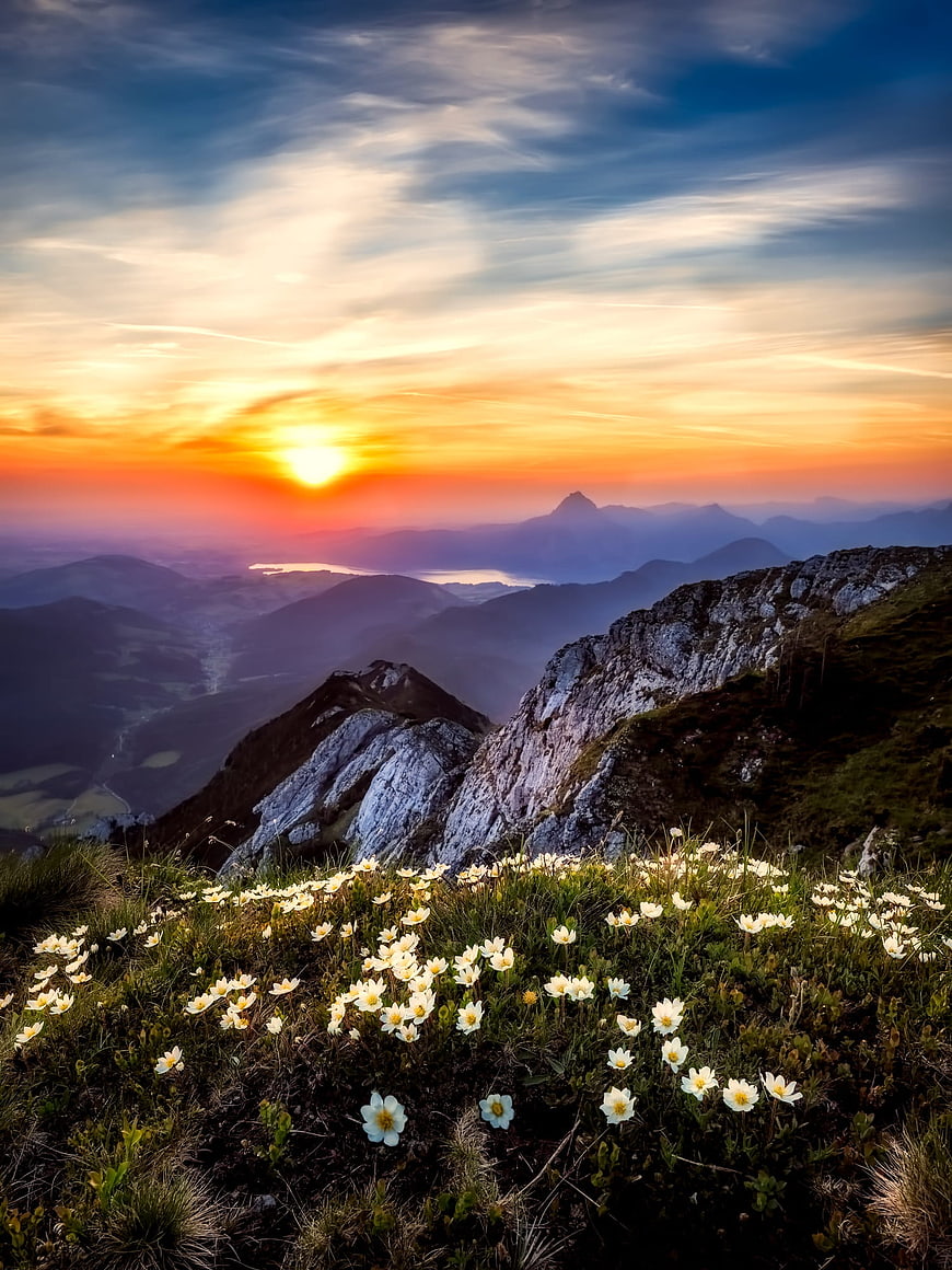Alpine wildflowers at sunset with mountain valley view