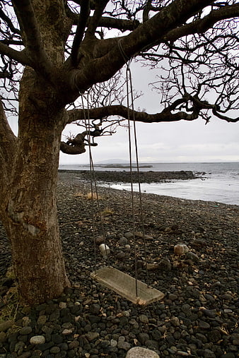 Lonely wooden swing hanging from tree on rocky beach