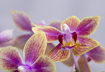 Close-up of purple and yellow orchid flowers on white background
