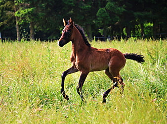 Brown Foal Galloping Through Green Meadow