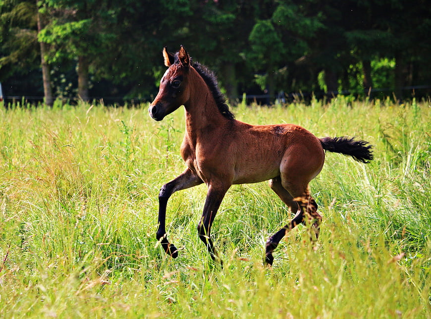 Brown Foal Galloping Through Green Meadow