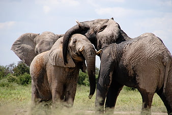 African Elephants Sparring in Savanna Grassland