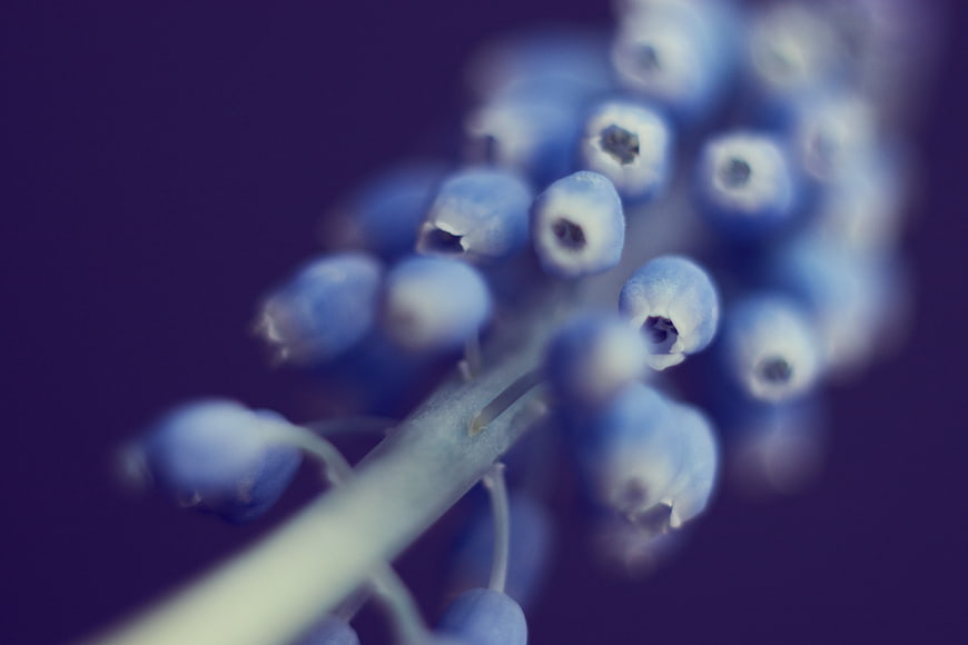 Close-up of Blue Grape Hyacinth Flowers on Purple Background