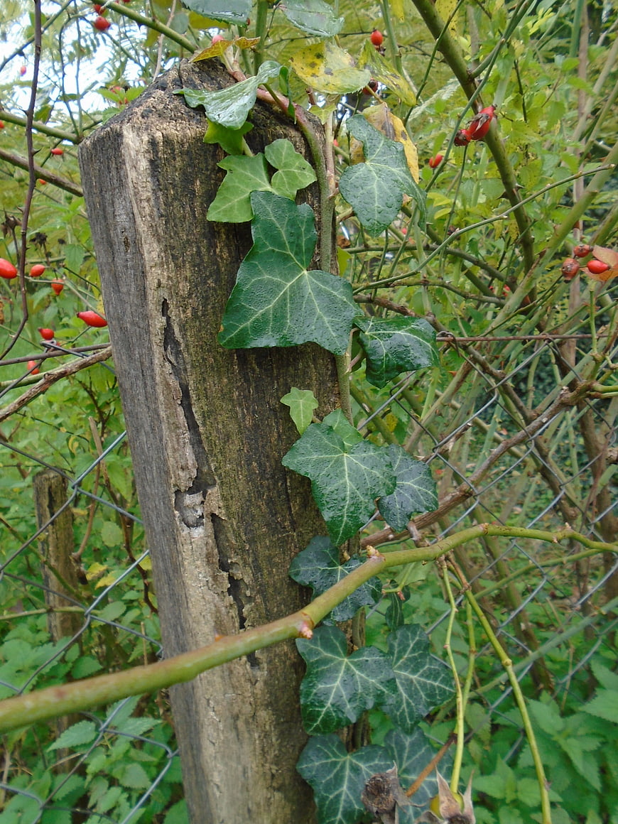 Weathered wooden fence post with ivy and rosehips