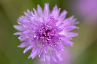 Close-up of a purple chive flower with soft green background