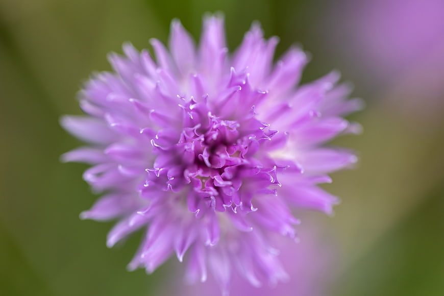 Close-up of a purple chive flower with soft green background