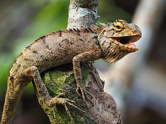 Close-up of a spiny lizard with open mouth on a mossy tree branch