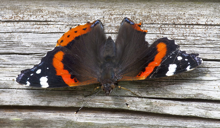Red Admiral Butterfly on Weathered Wood