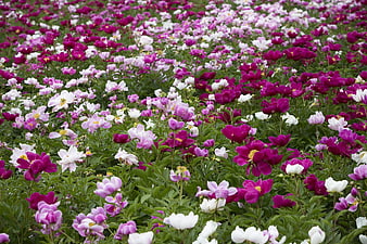 Vibrant Peony Flower Field With White And Purple Blooms
