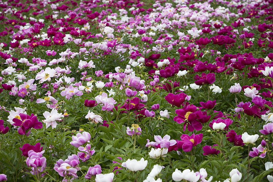 Vibrant Peony Flower Field With White And Purple Blooms