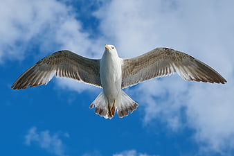 Seagull Flying Against Blue Sky with Clouds