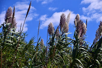 Tall pampas grass plumes against a bright blue sky with clouds