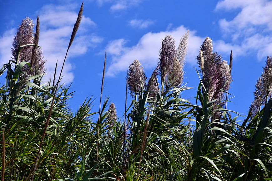 Tall pampas grass plumes against a bright blue sky with clouds
