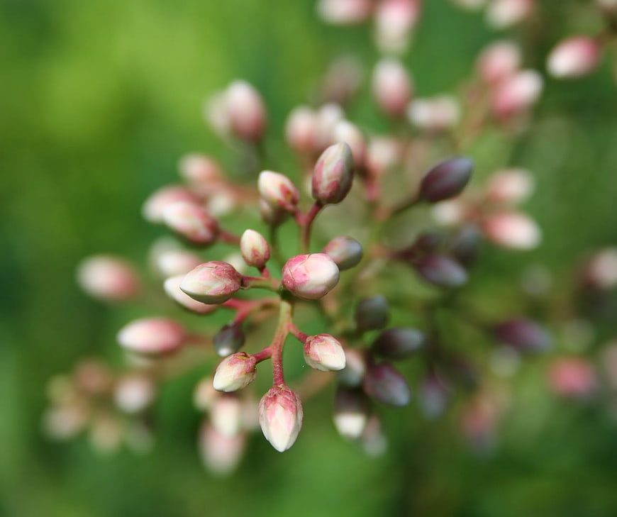Close-up of Pink and White Flower Buds on Green Background