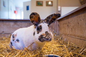 Cute Calico Rabbit Sitting on Hay in Wooden Hutch