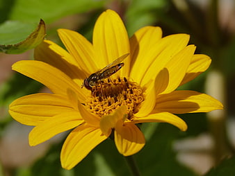 Hover Fly Pollinating Bright Yellow Flower Close Up