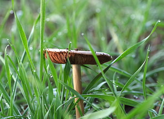 Close-up of a mushroom with visible gills in green grass