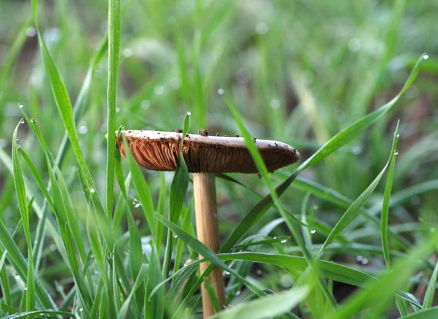 Close-up of a mushroom with visible gills in green grass