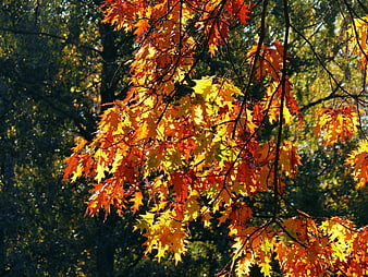 Sunlit Autumn Oak Leaves in Vibrant Orange and Yellow