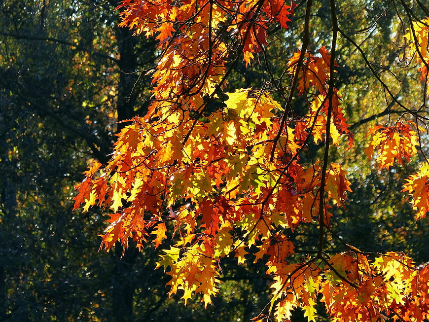 Sunlit Autumn Oak Leaves in Vibrant Orange and Yellow