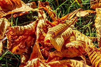 Close-up of dried autumn leaves on green grass