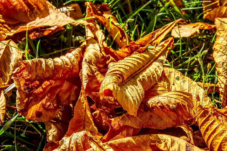 Close-up of dried autumn leaves on green grass