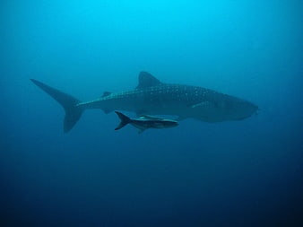 Whale Shark and Remora Swimming in Deep Blue Ocean