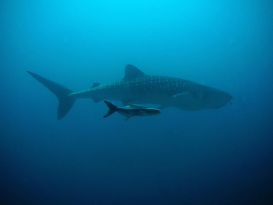 Whale Shark and Remora Swimming in Deep Blue Ocean