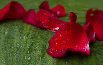 Red rose petals with water droplets on a green leaf