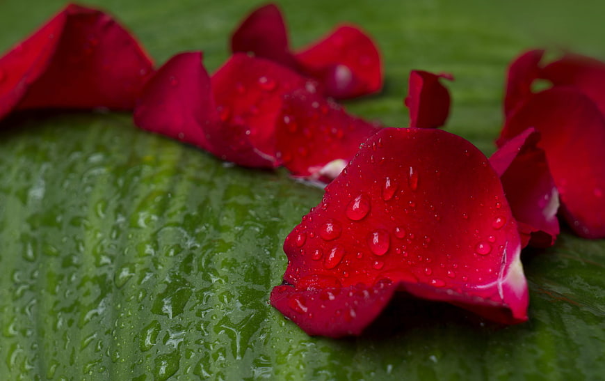 Red rose petals with water droplets on a green leaf