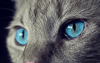 Extreme Close-Up of Gray Cat Face with Striking Blue Eyes