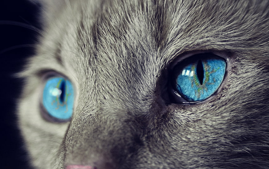 Extreme Close-Up of Gray Cat Face with Striking Blue Eyes