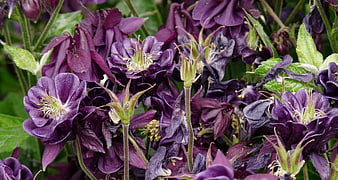 Close-up of dark purple columbine flowers in a garden