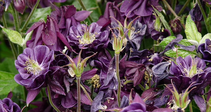 Close-up of dark purple columbine flowers in a garden