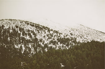 Snowy Mountain Slope with Pine Forest in Fog