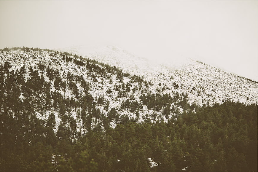 Snowy Mountain Slope with Pine Forest in Fog