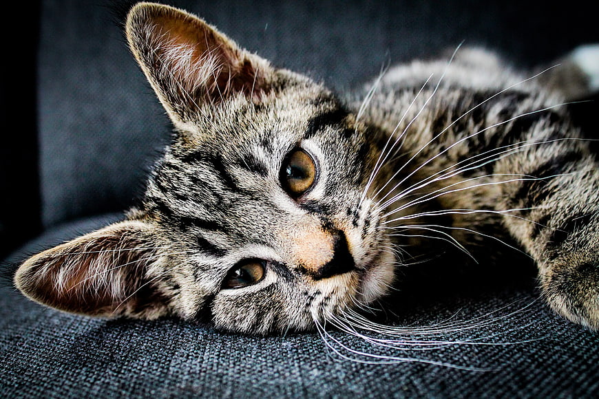 Close-up portrait of a cute tabby kitten lying on a dark sofa