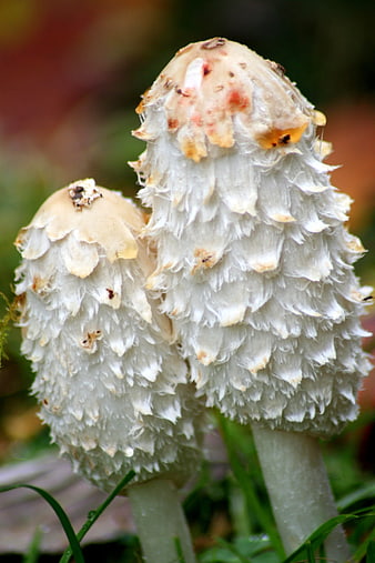 Close-up of Shaggy Ink Cap Mushrooms in Grass