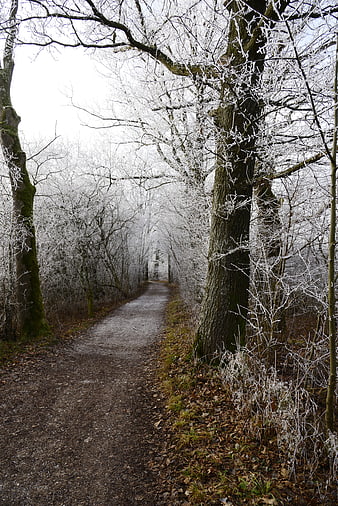 Frosty Winter Forest Path with Hoarfrost Covered Trees