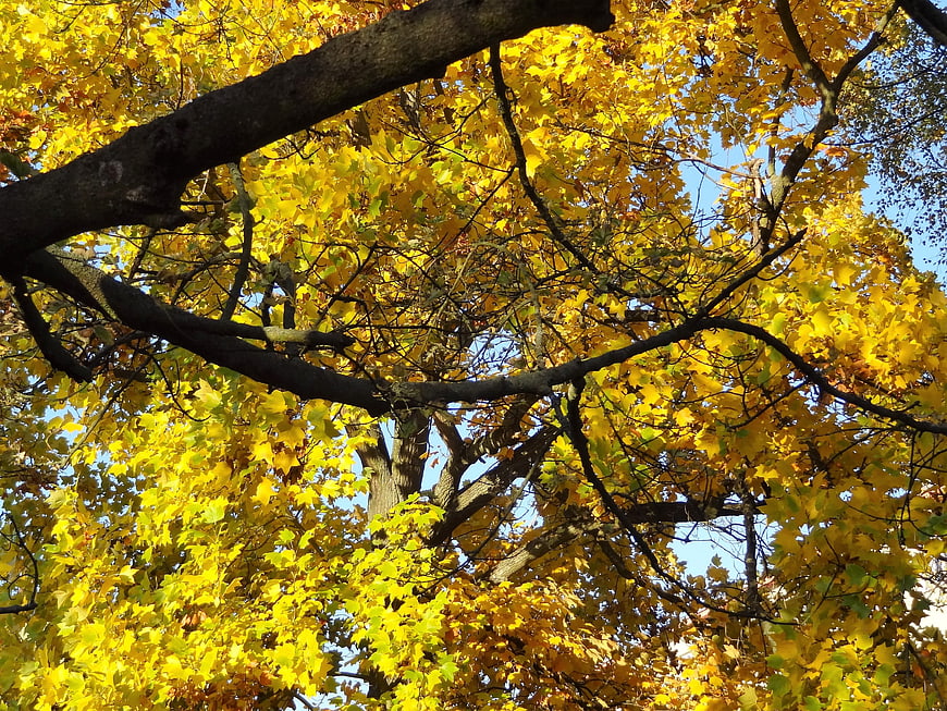 Golden Autumn Maple Leaves Against Blue Sky